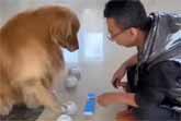 Meet the Memory Marvel Dog and his Unbelievable Cup Trick