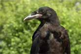 Crows Saving the Planet: The Clever Cigarette Butt Cleanup Crew