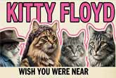 The Pink Floyd Cats - 'Wish You Were Near'